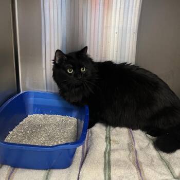 Domestic Long Hair Cats Available for Adoption - Pepe Le Pew | PetCurious