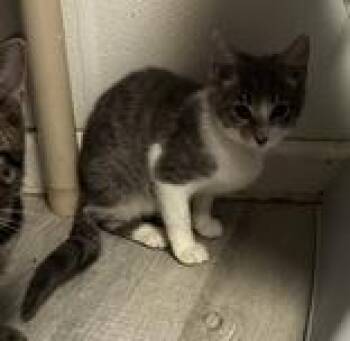 Kinova -  Domestic Short Hair Cat for Adoption in Portsmouth, Ohio - Kinova | PetCurious