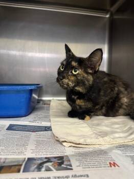 26-1081C -  Domestic Short Hair Cat for Adoption in Sorrento, Louisiana - 26-1081C | PetCurious