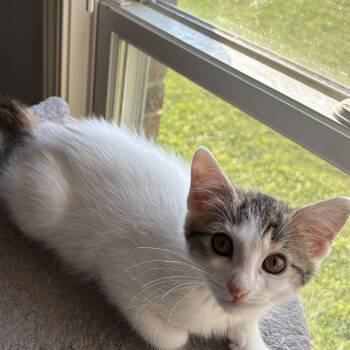 Rescue Domestic Short Hair and Calico Cats for Adoption in Kirklin, Indiana - Penne | PetCurious