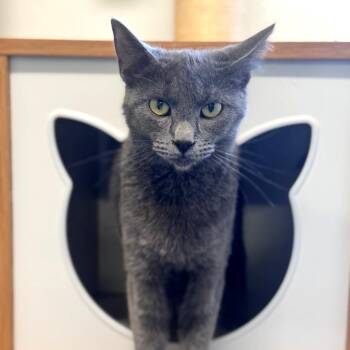 Russian Blue and Domestic Short Hair Cats Available for Adoption in Brownsboro, Alabama - Tristan | PetCurious