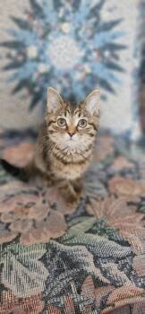 Domestic Short Hair Cats Available for Adoption - Monae | PetCurious