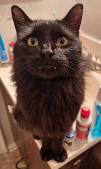 Rescue Domestic Long Hair Cats for Adoption in Columbus, Ohio - Damien | PetCurious