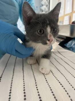 Domestic Short Hair Cats Available for Adoption - Grocery Bag | PetCurious