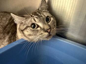 Jupiter -  Domestic Short Hair Cat Available for Adoption in Lake City, Arkansas - Jupiter | PetCurious