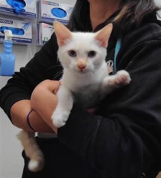 SPIRIT -  Domestic Short Hair Cat for Adoption in Albuquerque, New Mexico - SPIRIT | PetCurious