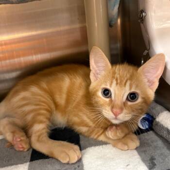 Butterscotch -  Domestic Short Hair Cat for Adoption in Keizer, Oregon - Butterscotch | PetCurious