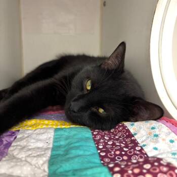Domestic Short Hair Cats Available for Adoption in Naperville, Illinois - Temu | PetCurious