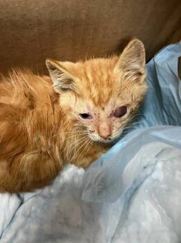GEORGE -  Domestic Short Hair Cat for Adoption in Stockton, California - GEORGE | PetCurious