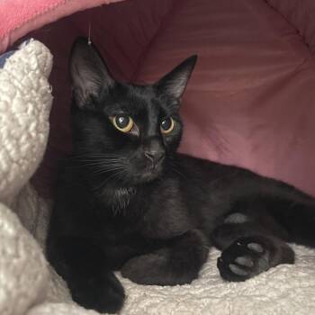 Stumpy -  Domestic Short Hair Cat for Adoption in Chicago, Illinois - Stumpy | PetCurious