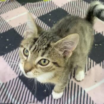 Barry -  Domestic Short Hair Cat for Adoption in Riverwoods, Illinois - Barry | PetCurious