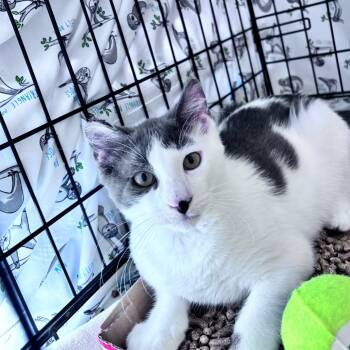 Rescue Domestic Short Hair Cats for Adoption in Bismarck, North Dakota - Cocoa (Gray/White) | PetCurious