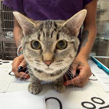 Sabina -  Domestic Short Hair Cat for Adoption in Las Vegas, Nevada - Sabina | PetCurious