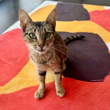 Rescue Domestic Short Hair Cats for Adoption in Los Angeles, California - Renaissance | PetCurious