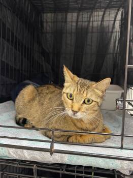 Domestic Short Hair Cats Available for Adoption in Pomona, New York - Peppa | PetCurious