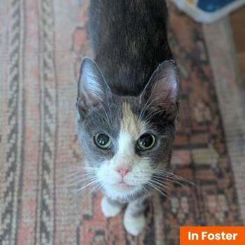 Violet -  Domestic Short Hair Cat for Adoption in Baltimore, Maryland - Violet | PetCurious