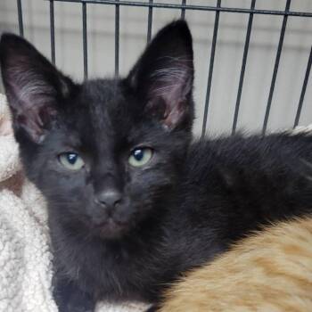 Miguel -  Domestic Short Hair Cat for Adoption in Milan, Illinois - Miguel | PetCurious