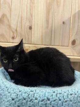 Rescue Domestic Short Hair Cats for Adoption in Chuckey, Tennessee - Sally | PetCurious