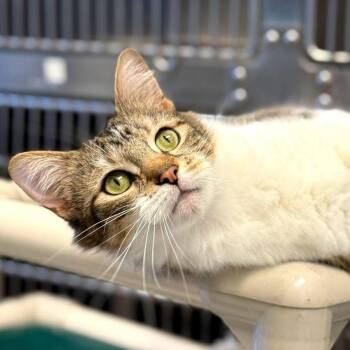 Domestic Short Hair Cats Available for Adoption in Stafford Township, New Jersey - Boots  | PetCurious