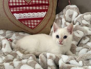 Siamese and Domestic Short Hair Cats Available for Adoption - Charlie | PetCurious