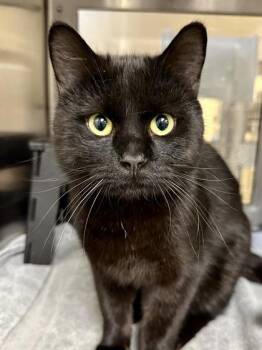 Domestic Short Hair Cats Available for Adoption in Wichita, Kansas - Sir Reginald | PetCurious