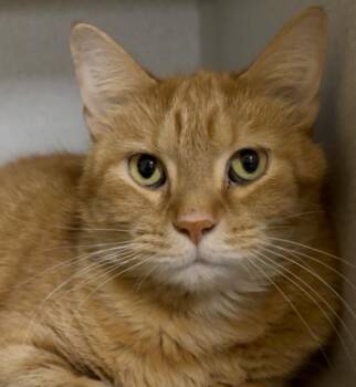 Newton -  Domestic Short Hair Cat for Adoption in Osseo, Michigan - Newton | PetCurious