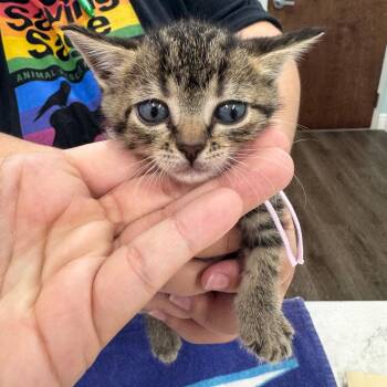Sashimi -  Domestic Short Hair Cat for Adoption in Buffalo, New York - Sashimi | PetCurious