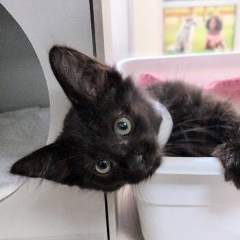 Dubai Chocolate -  Domestic Medium Hair Cat for Adoption in Reno, Nevada - Dubai Chocolate | PetCurious