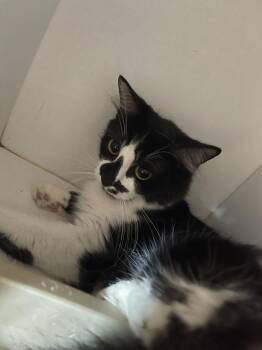 Missy -  Domestic Medium Hair Cat for Adoption in Bolivar, Missouri - Missy | PetCurious