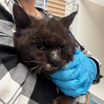 Domestic Short Hair Cats Available for Adoption - Mouse | PetCurious