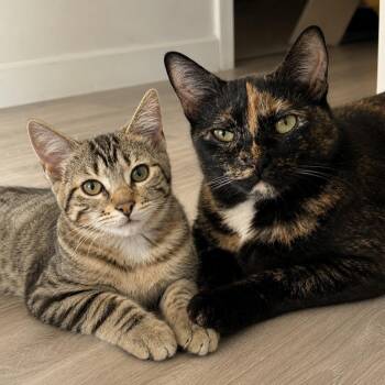 Domestic Short Hair Cats Available for Adoption in Pontiac, Michigan - Shasta And Sienna | PetCurious