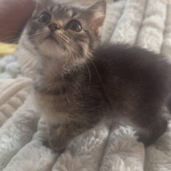 Imperial Jasper -  Domestic Short Hair Cat for Adoption in Fishers, Indiana - Imperial Jasper | PetCurious