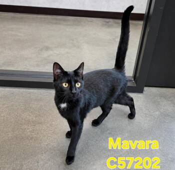 Mavara -  Domestic Medium Hair Cat for Adoption in Clarksville, Tennessee - Mavara | PetCurious