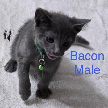 Bacon -  Domestic Short Hair Cat for Adoption in Carmel, Indiana - Bacon | PetCurious