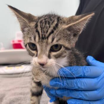 Domestic Short Hair Cats Available for Adoption in Buffalo, New York - Hawking | PetCurious