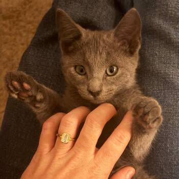 Zippen -  Domestic Short Hair Cat for Adoption in Chattanooga, Tennessee - Zippen | PetCurious