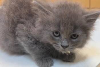 MALANI -  Domestic Short Hair Cat for Adoption in Elizabethton, Tennessee - MALANI | PetCurious