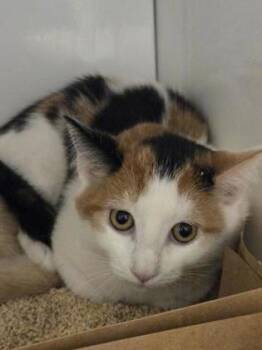 Roseville -  Domestic Short Hair Cat for Adoption in Roseville, California - Roseville | PetCurious