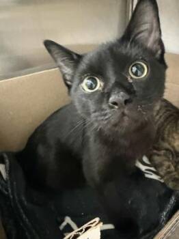 Poliwrath -  Domestic Short Hair Cat for Adoption in Westland, Michigan - Poliwrath | PetCurious