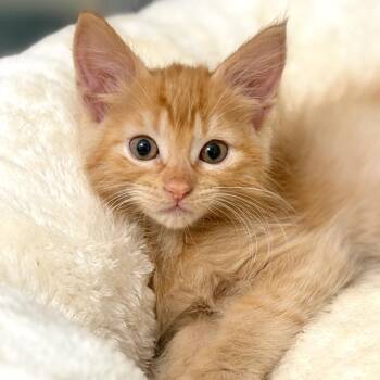 June -  Domestic Medium Hair Cat for Adoption in Sunnyvale, California - June | PetCurious