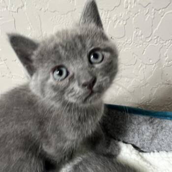 Domestic Short Hair Cats Available for Adoption in Las Vegas, Nevada - Skylee 53476 | PetCurious