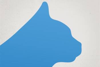 Rescue Domestic Short Hair Cats for Adoption in Clovis, California - Ricardo | PetCurious