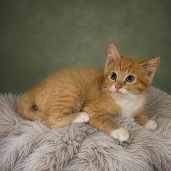 Pomme -  Domestic Short Hair Cat for Adoption in Heber Springs, Arkansas - Pomme | PetCurious