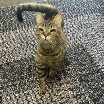 Rescue Tabby Cats for Adoption in Antioch, California - Lillibet | PetCurious