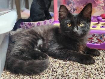 Bassoon (Green) -  Domestic Medium Hair Cat for Adoption in Arlington, Washington - Bassoon (Green) | PetCurious