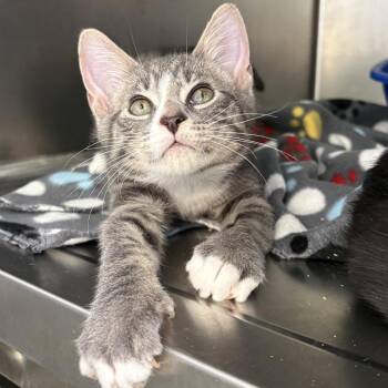 Sage -  Domestic Short Hair Cat for Adoption in Asheville, North Carolina - Sage | PetCurious