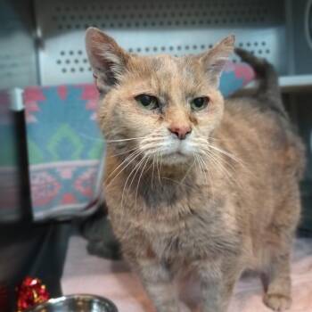 Domestic Short Hair Cats Available for Adoption in Hyde Park, New York - Miss Kitty | PetCurious