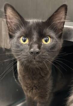 NEGRITA -  Domestic Short Hair Cat for Adoption in Santa Cruz, California - NEGRITA | PetCurious