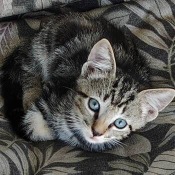 Francis -  Domestic Short Hair Cat for Adoption in West Palm Beach, Florida - Francis | PetCurious