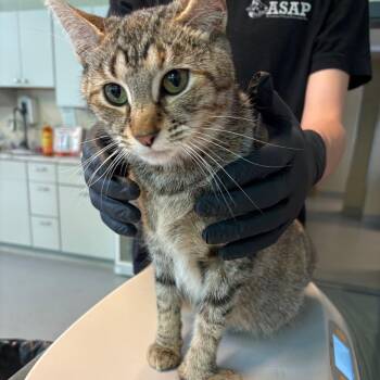 Puff +5 -  Domestic Short Hair Cat for Adoption in Huntington, West Virginia - Puff +5 | PetCurious